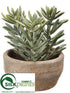 Silk Plants Direct Aeonium - Green - Pack of 2