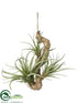 Silk Plants Direct Tillandsia - Green Frosted - Pack of 12