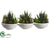 Succulent Garden Arrangement - Green - Pack of 2