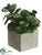 Jade Plant - Green - Pack of 12
