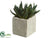 Aloe Plant - Green - Pack of 12