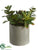 Succulent Garden - Green - Pack of 6