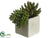 Dudleya, Donkey Tail - Green - Pack of 12