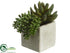 Silk Plants Direct Dudleya, Donkey Tail - Green - Pack of 12