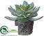 Silk Plants Direct Echeveria - Green Gray - Pack of 6