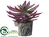 Silk Plants Direct Echeveria - Mauve Green - Pack of 6