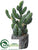 Cactus - Green - Pack of 6