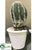 Hedgehog Cactus - Green - Pack of 12