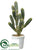 Peruvian Cactus - Green - Pack of 4
