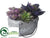 Succulent Garden - Green Purple - Pack of 2