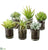 Succulent Garden in Glass - Green - Pack of 2