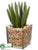 Cactus - Green - Pack of 8