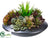 Succulent Garden Arrangement - Green Burgundy - Pack of 2