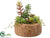 Succulent - Green Burgundy - Pack of 2