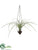 Hanging Tillandsia - Green - Pack of 6