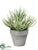 Silk Plants Direct Aloe Plant - Green Frosted - Pack of 6