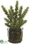 Donkey Tail - Green - Pack of 1