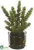 Silk Plants Direct Donkey Tail - Green - Pack of 1