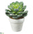 Echeveria Flocked - Green Frosted - Pack of 4