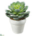 Silk Plants Direct Echeveria Flocked - Green Frosted - Pack of 4