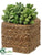 Silk Plants Direct Succulent - Green - Pack of 4