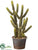 Cactus - Green - Pack of 6