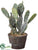 Bunny Ear Cactus - Green - Pack of 6
