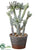 Cactus - Green - Pack of 1