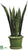 Sansevieria - Green Two Tone - Pack of 1