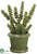 Donkey Tail - Green - Pack of 1