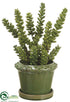 Silk Plants Direct Donkey Tail - Green - Pack of 1