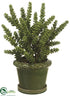 Silk Plants Direct Donkey Tail - Green - Pack of 1