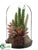Succulent - Green Burgundy - Pack of 6