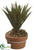 Aloe Plant - Green - Pack of 4
