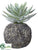 Dudleya - Green Gray - Pack of 2