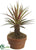 Agave Plant - Green - Pack of 4