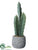 Column Cactus - Green Gray - Pack of 2