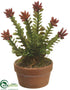 Silk Plants Direct Crassula - Green Burgundy - Pack of 4