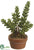 Donkey Tail - Green - Pack of 4