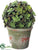 Silk Plants Direct Succulent Ball Topiary - Green Gray - Pack of 2