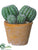 Barrel Cactus - Green - Pack of 4