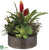 Succulent Garden, Bromeliad - Green - Pack of 2