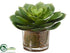 Silk Plants Direct Echeveria - Green - Pack of 4