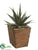 Striped Agave - Green - Pack of 6