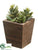 Crassula - Green - Pack of 12