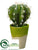 Cactus - Green - Pack of 2