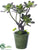 Silk Plants Direct Echeveria - Green Burgundy - Pack of 4