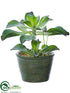 Silk Plants Direct Aeonium Plant - Green - Pack of 4