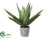 Agave - Green - Pack of 1