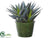Silk Plants Direct Agave Plant - Green - Pack of 6